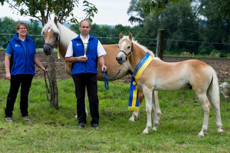 Landessieger Hengstfohlen Nordman aus der Casta nach Nordwest